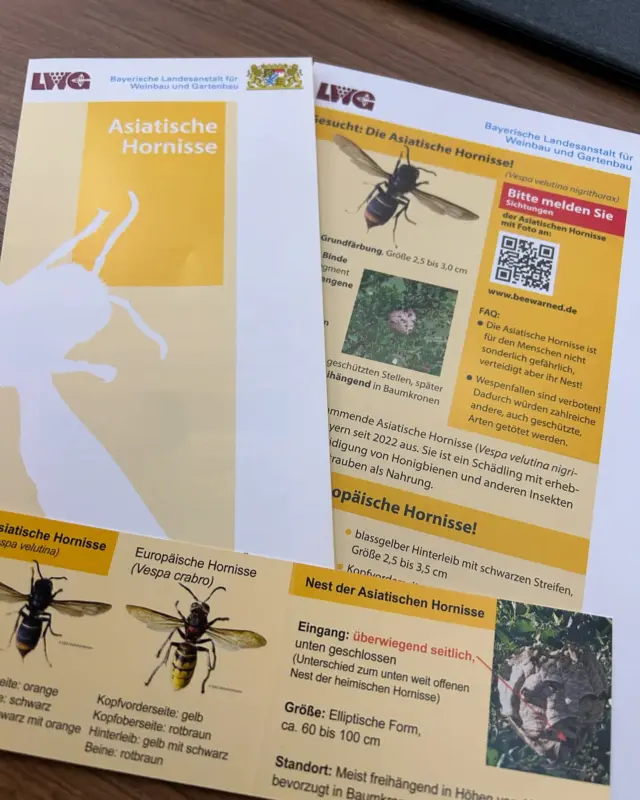 Vergangene Woche stand bei uns die erste Schulung im neuen Jahr an 🏫 Die Asiatische Hornisse ist mittlerweile auch im Frankenland angekommen und verbreitet Angst und Schrecken bei den Imkern 🐝 Von der LWG Bayern stand uns der staatliche Fachberater für Bienenzucht Gerhard Müller-Engler Rede und Antwort ⁉️ Habt ihr schon Berührungspunkte oder sogar Probleme mit der Vespa velutina gehabt? 🫣 #imkerei #bienen #honig #imker #beekeeping #bee #honey #bees #biene #beekeeper