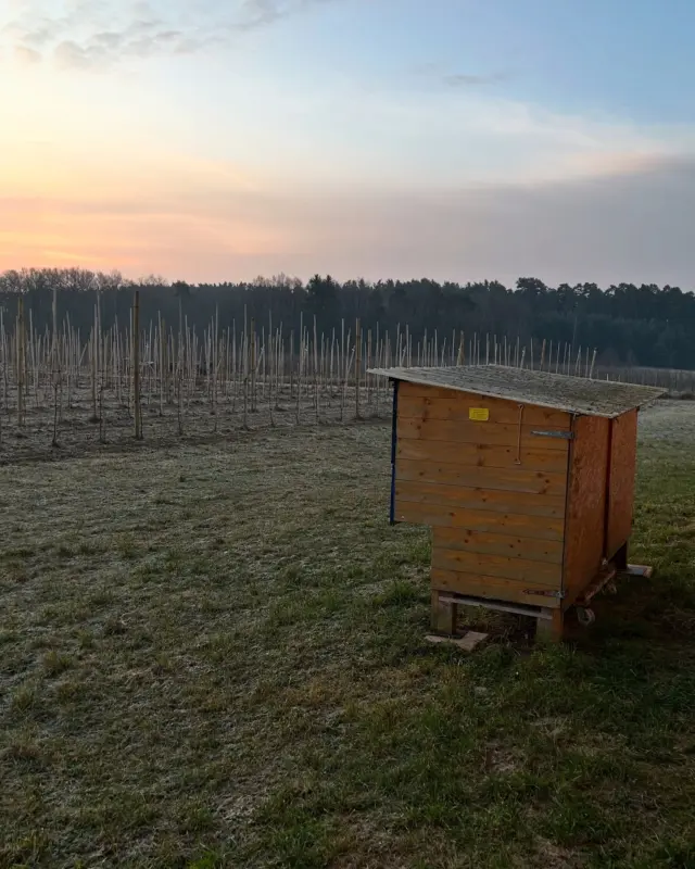 Und was macht ihr so an einem kalten Sonntagmorgen? 🌅 Wir nutzen die tiefen Temperaturen um mit der Wärmebildkamera die Völker zu kontrollieren 📹 Wo sitzt die Bienentraube im Kasten und wie steht es um die Futterreserven? 🍯 Leider sieht man auch direkt, welche Völker es nicht durch den Winter geschafft haben 😭 #Imker #Imkerei #Bienen #Bienenliebe #Bienenschutz #Bienenrettung #Natur #Umweltschutz #Nachhaltigkeit #Beekeeping