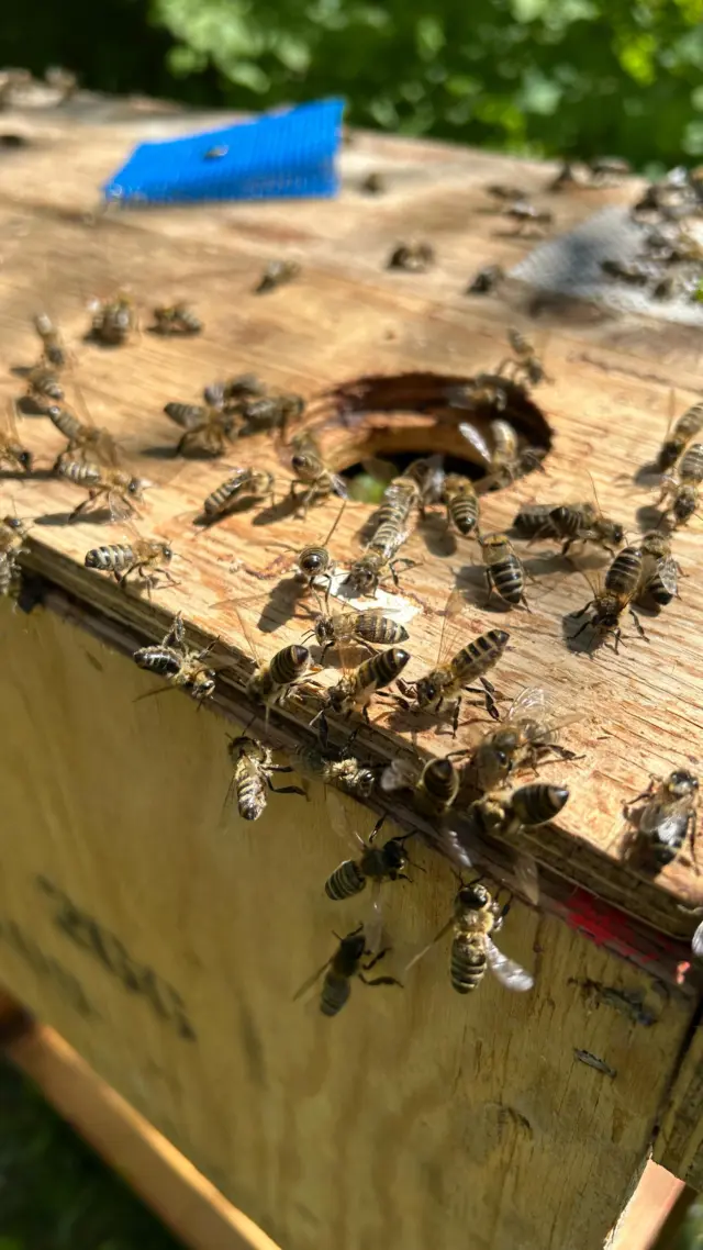 Einsatz für die Ghostbusters, oder so ähnlich 😅 Gestern wurden wir zu unserem ersten Schwarm in 2025 gerufen 🧐 Glücklicherweise hatte sich dieser in nur 3m Höhe niedergelassen, sodass wir ihn mit einer kleinen Leiter gut erreichen konnten 🪜 Etwas angefeuchtet und dann zweimal abgekehrt - Mission erfolgreich, die Übeltäter sind inhaftiert 👮‍♂️