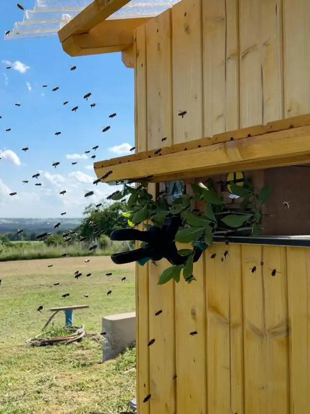 Das war vielleicht eine Action dieses Jahr im Mai 😰 Vormittags der Anruf: „Komm vorbei ich habe zwei unbegattete Königinnen für dich!“ 👸 Am Nachmittag stand ich dann schon draußen bei den Bienen und hab zwei Apideas befüllt 🪣 Nach der Dunkelhaft durften die Mädels nach ein paar Tagen endlich wieder raus 🐝 Leider kam eine Königin nicht zurück - die Zweite gibt seitdem allerdings Vollgas 🤩 Manchmal muss man einfach ins kalte Wasser springen um was zu lernen 🥶 #imker #stress #bienen #konigin #honey #honig #franken #nürnberg #erlangen #forchheim #kleinsendelbach