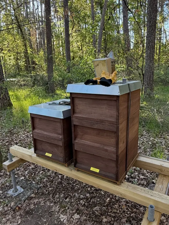 Ein herrlicher 1. Mai im Frankenland ☀️ Direkt das gute Wetter für eine Durchsicht an den verschiedenen Standorten genutzt 😎 Die Kirsch-/Apfelblüte ist schon durch und die Honigräume sind gut gefüllt 🍯 Wir haben dieses Jahr unsere Betriebsweise etwas verändert, wodurch manche Völker mittlerweile ihren zweiten Honigraum (Ganzzarge) gut angenommen haben 🤩 In ein paar Wochen gibt es den ersten Honig aus 2026 😏👍🏻 #imker #franken #bienen #honig #kleinsendelbach