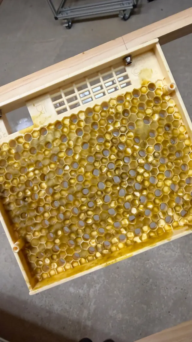 Königinnenzucht 👸 Heute schauen wir uns mal das Ergebnis der letzten Tage an 🧐 Bei der Honigernte letzte Woche haben wir einen Ableger gebildet, welcher uns als Anbrüter dient 🤓 Parallel dazu haben wir unsere Zuchtkassette ins Zuchtvolk gehängt und letztendlich gestern die 4-tägigen Larven in den Anbrüter gesteckt 👼 Von 10 Larven haben sie 8 Zellen angenommen 🤩 Wie das Nachziehen von Königinnen auch, war dieses Video ebenfalls unser erster Versuch 🫣 Wünscht ihr euch mehr davon? 🫨 #imker #bienenkönigin #hobby #honig #biene